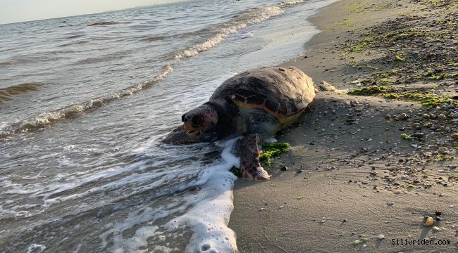 Silivri'de Caretta Caretta kıyıya vurdu!