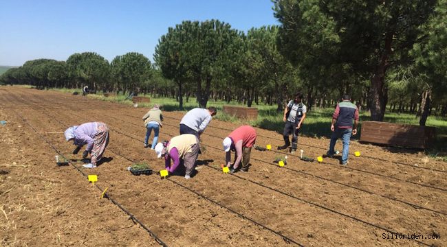 Silivri Belediyesinden çiftçiye destek sürüyor