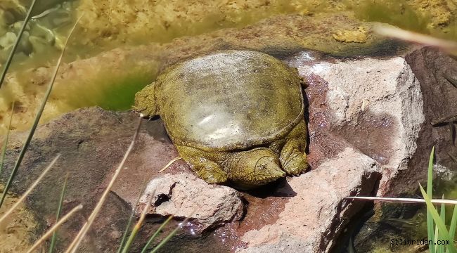 Nesli tükenen Fırat kaplumbağası Beylikdüzü’nde bulundu