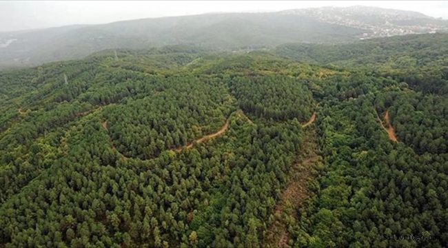 İstanbul Valiliğinden ormanlara girişlere kısıtlama kararı