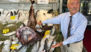 Silivri’de dev fener balığı yakalandı