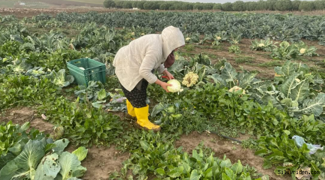 Silivri Belediyesi TÜRAM’da kışlık sebze hasadı devam ediyor