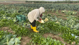 Silivri Belediyesi TÜRAM’da kışlık sebze hasadı devam ediyor